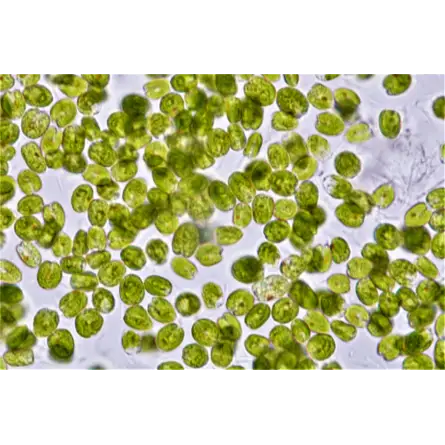 Easy Reefs - EasyBooster Nano - Phytoplancton en gel - 250ml